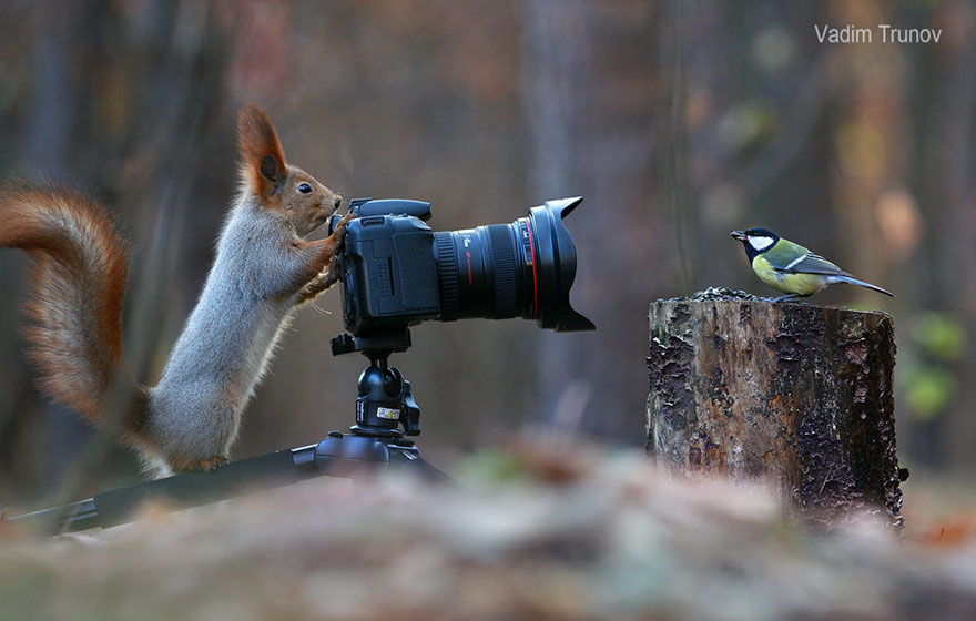 Squirrel, photography, russia, vadim trunov, cute, funny, adorable, beautiful, amazing, animal