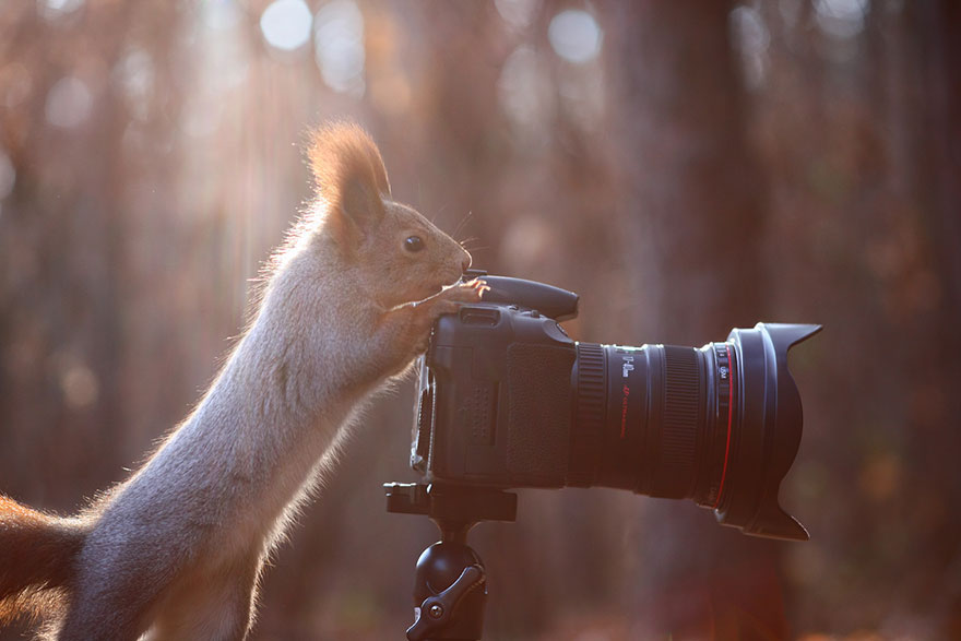 Squirrel, photography, russia, vadim trunov, cute, funny, adorable, beautiful, amazing, animal