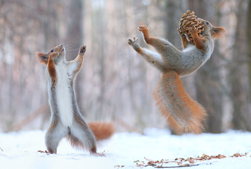 Squirrel, photography, russia, vadim trunov, cute, funny, adorable, beautiful, amazing, animal