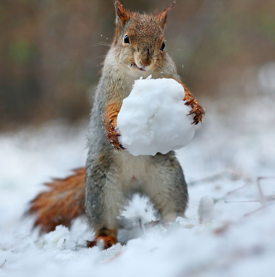 Squirrel, photography, russia, vadim trunov, cute, funny, adorable, beautiful, amazing, animal