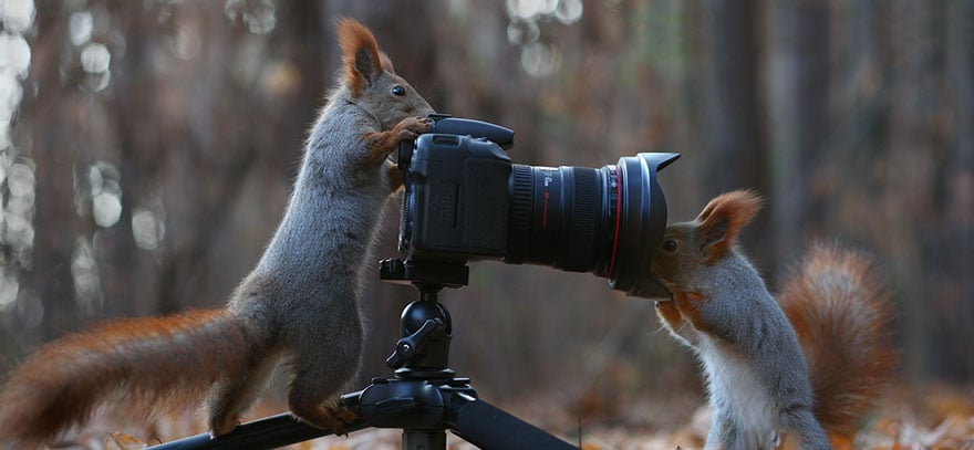 Squirrel, photography, russia, vadim trunov, cute, funny, adorable, beautiful, amazing, animal