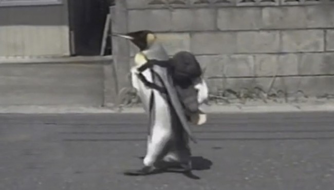 japan, asia, weird, wtf, penguin, pet, japanese penguin lala, king penguin penguin lala japan, penguin in japanese, lala the penguin dies, lala the penguin snopes, pet penguin for sale, original penguin backpack, penguin backpack for kids, where does lala the penguin live, penguin with backpack, Pet Penguin in Japan, Smartest Penguin In The World