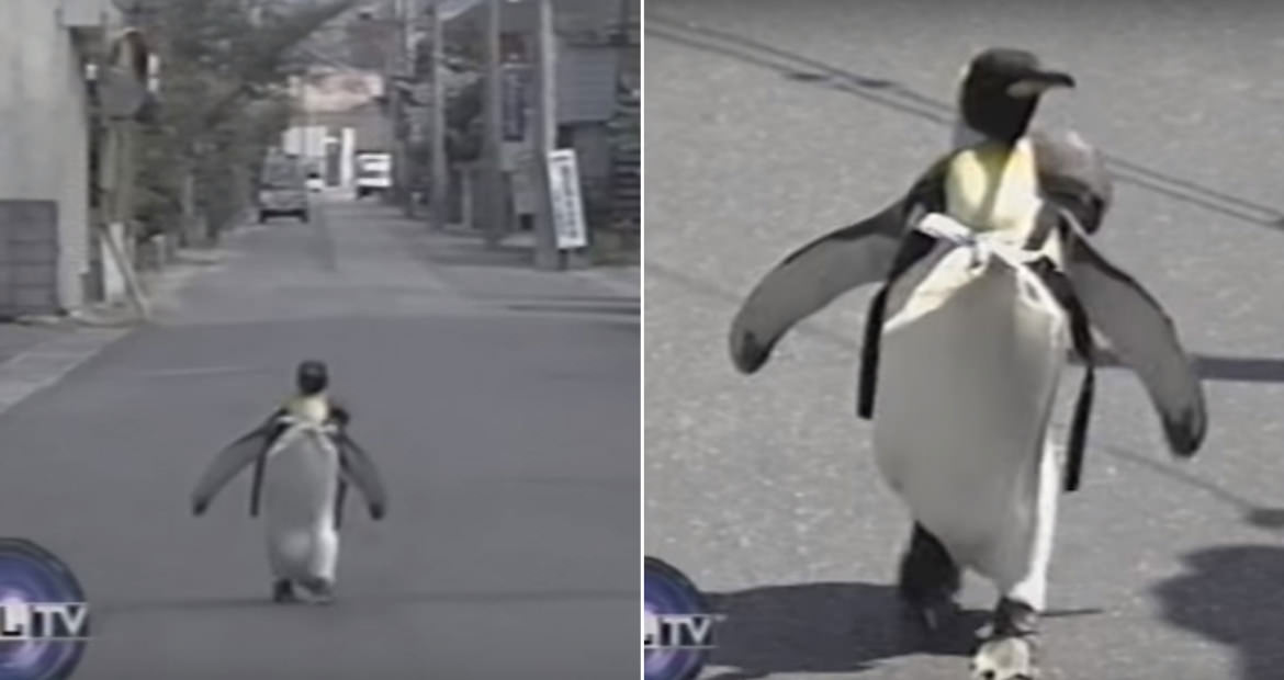 japan, asia, weird, wtf, penguin, pet, japanese penguin lala, king penguin penguin lala japan, penguin in japanese, lala the penguin dies, lala the penguin snopes, pet penguin for sale, original penguin backpack, penguin backpack for kids, where does lala the penguin live, penguin with backpack, Pet Penguin in Japan, Smartest Penguin In The World