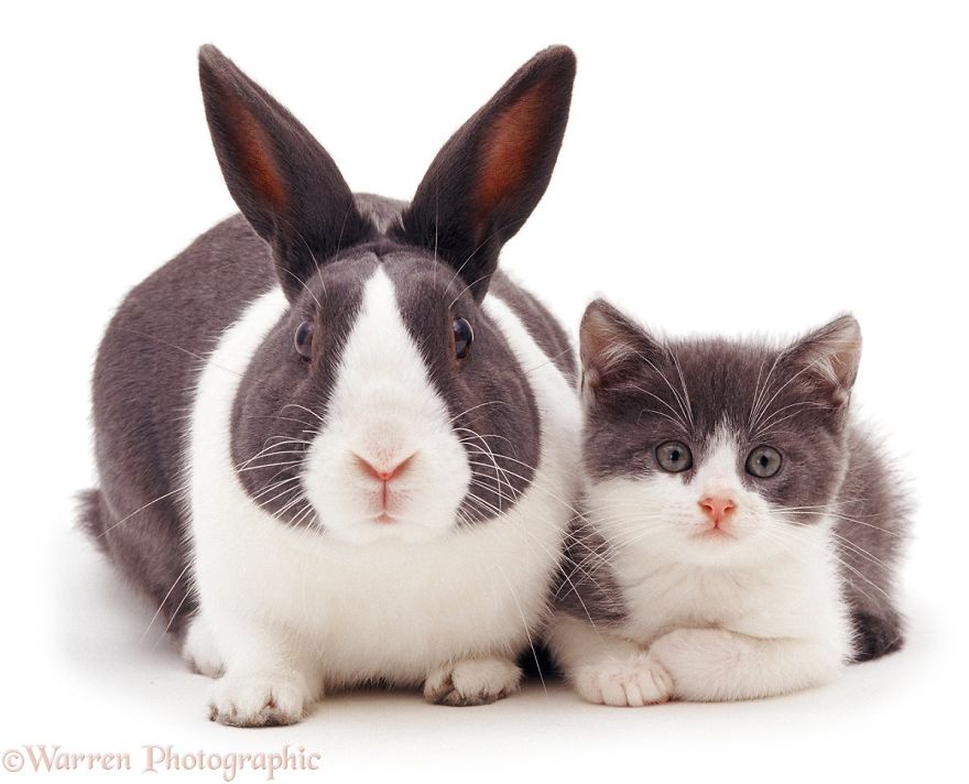 cute, warren photographic, animal, adorable, pets, funny, wow, creative, photography, amazing, awesome
