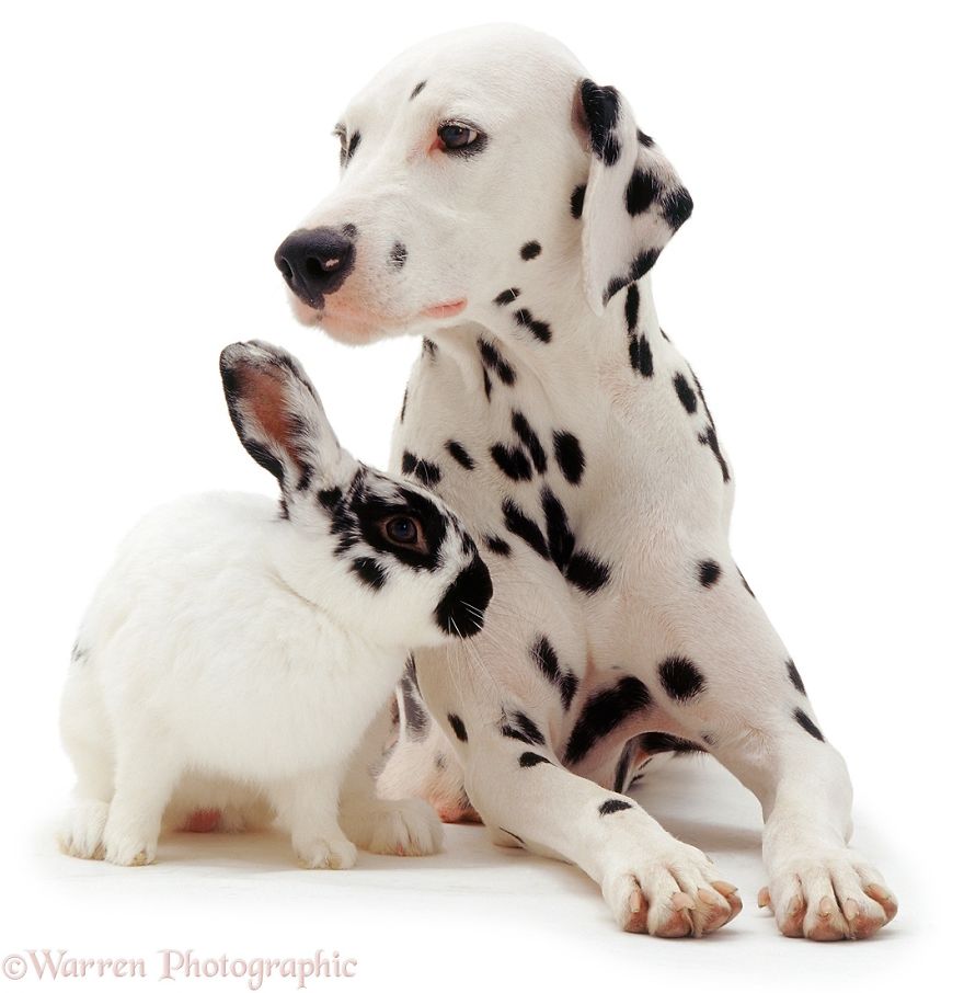 cute, warren photographic, animal, adorable, pets, funny, wow, creative, photography, amazing, awesome