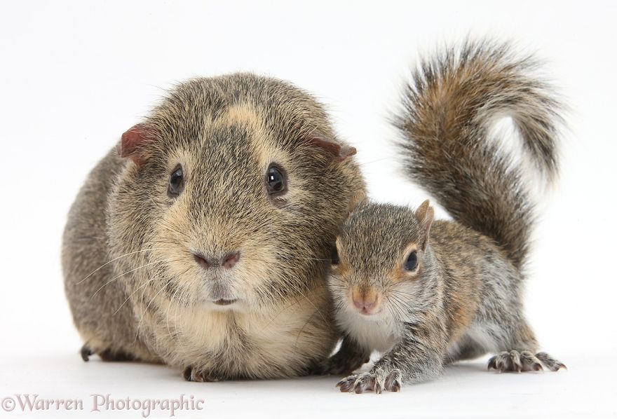 cute, warren photographic, animal, adorable, pets, funny, wow, creative, photography, amazing, awesome
