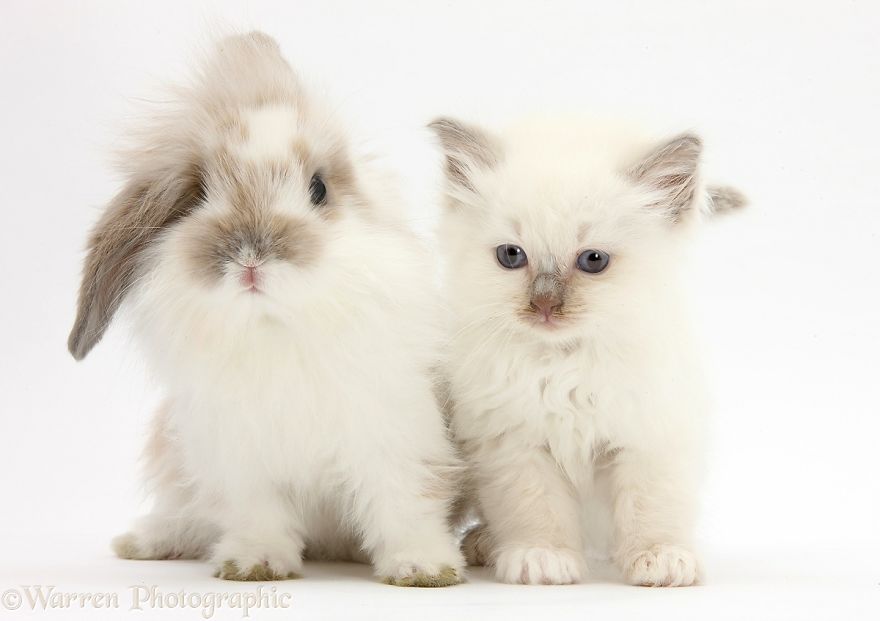 cute, warren photographic, animal, adorable, pets, funny, wow, creative, photography, amazing, awesome
