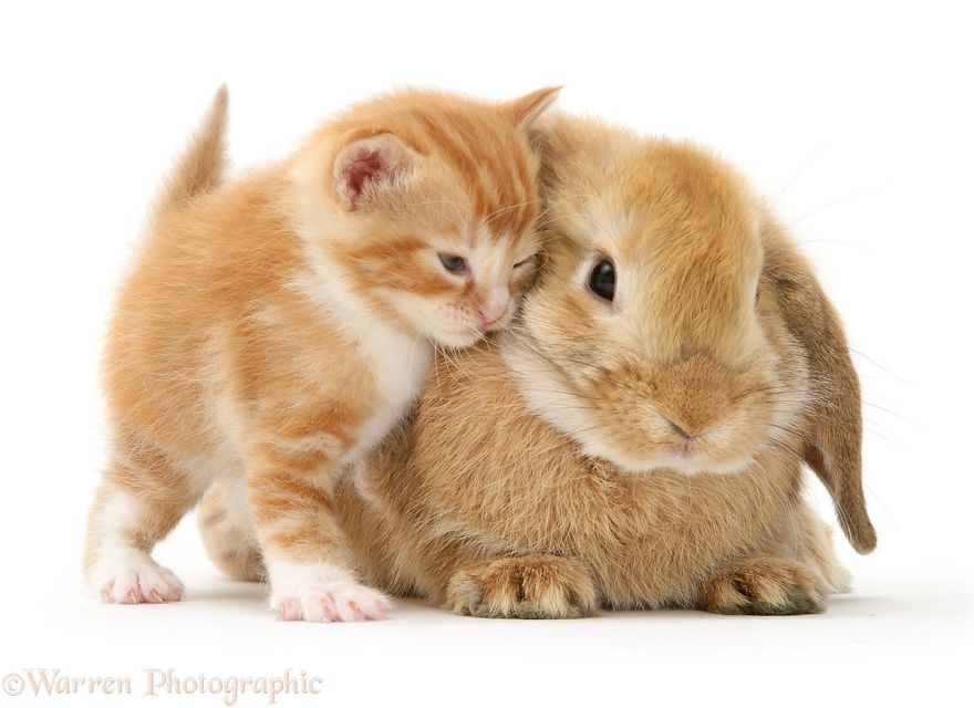 cute, warren photographic, animal, adorable, pets, funny, wow, creative, photography, amazing, awesome