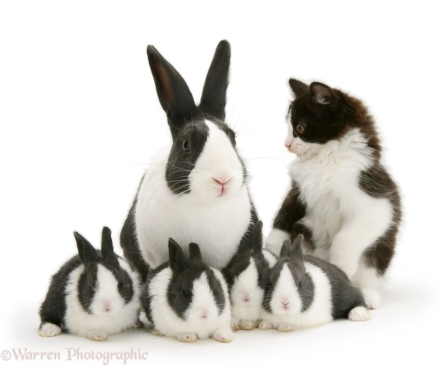cute, warren photographic, animal, adorable, pets, funny, wow, creative, photography, amazing, awesome