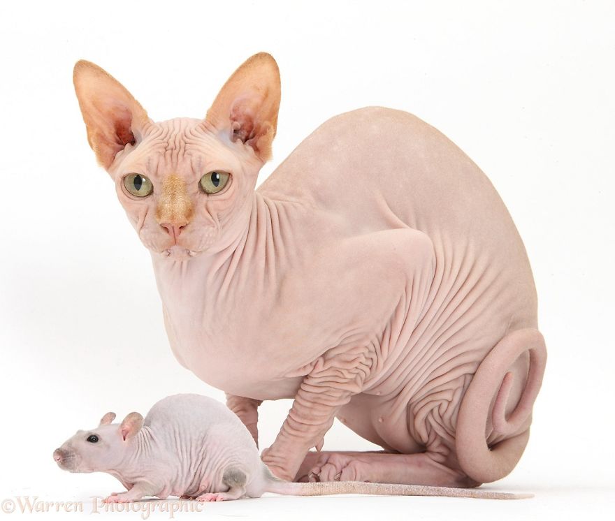 cute, warren photographic, animal, adorable, pets, funny, wow, creative, photography, amazing, awesome