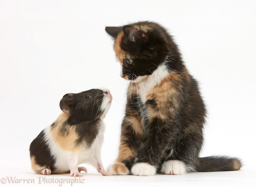 cute, warren photographic, animal, adorable, pets, funny, wow, creative, photography, amazing, awesome