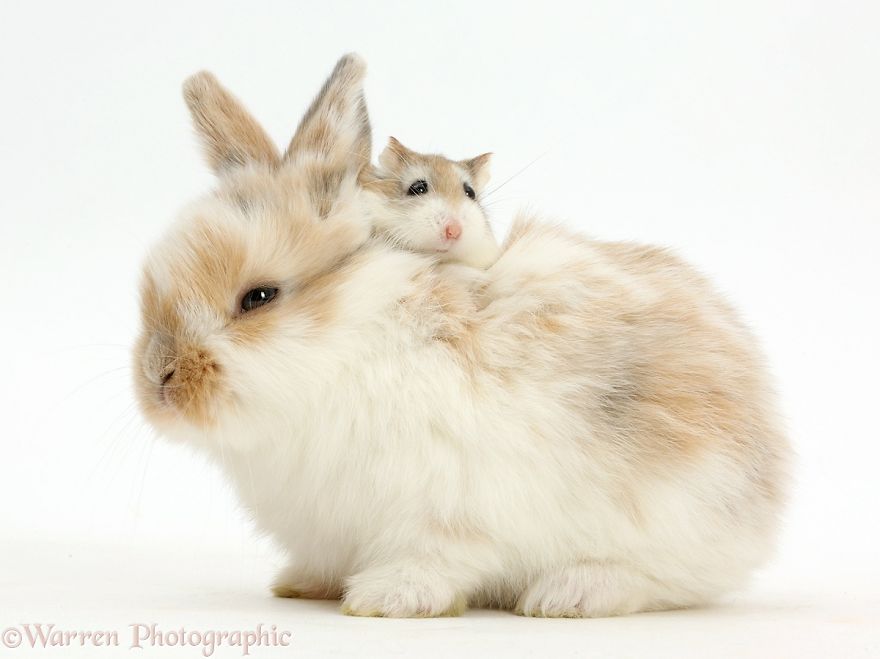 cute, warren photographic, animal, adorable, pets, funny, wow, creative, photography, amazing, awesome