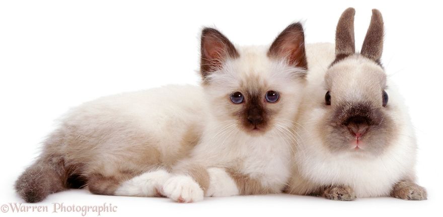 cute, warren photographic, animal, adorable, pets, funny, wow, creative, photography, amazing, awesome