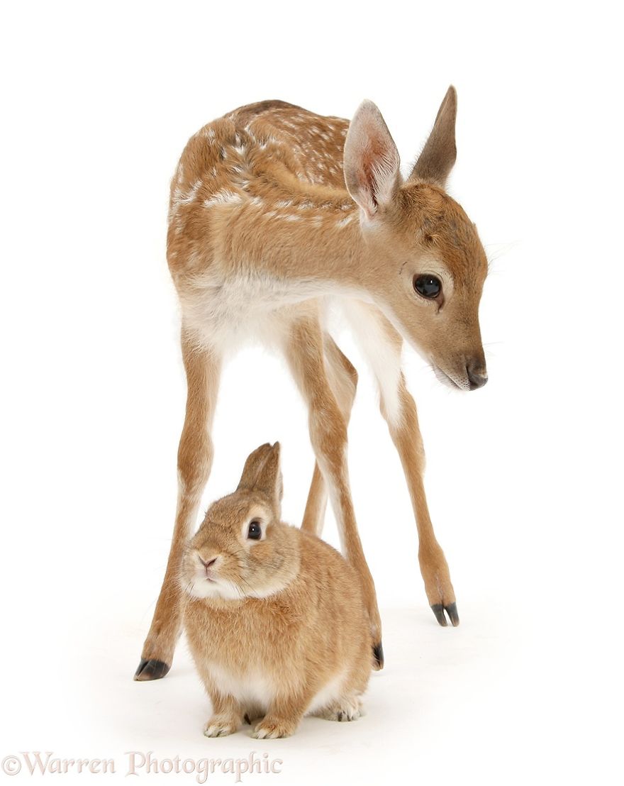 cute, warren photographic, animal, adorable, pets, funny, wow, creative, photography, amazing, awesome