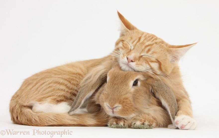 cute, warren photographic, animal, adorable, pets, funny, wow, creative, photography, amazing, awesome