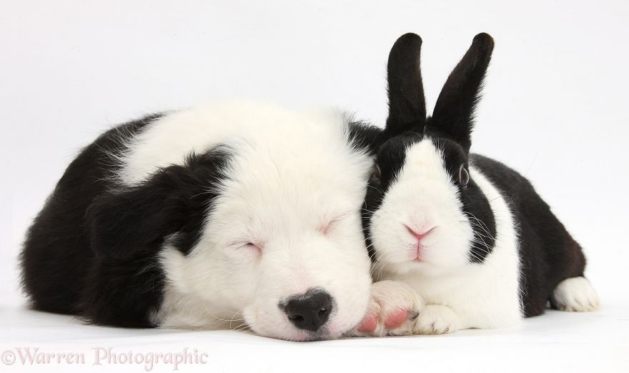 cute, warren photographic, animal, adorable, pets, funny, wow, creative, photography, amazing, awesome