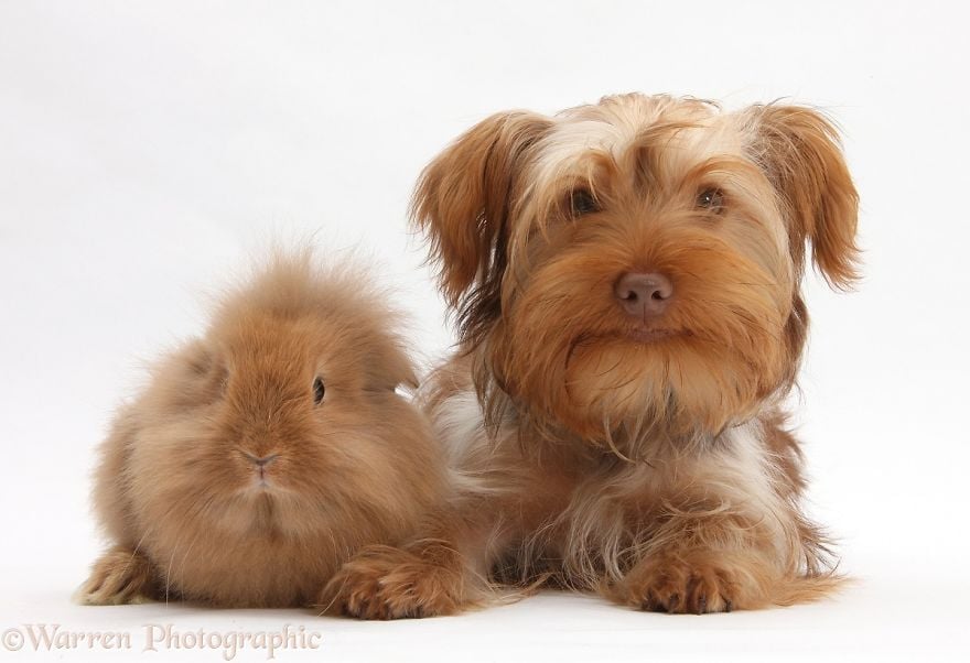 cute, warren photographic, animal, adorable, pets, funny, wow, creative, photography, amazing, awesome