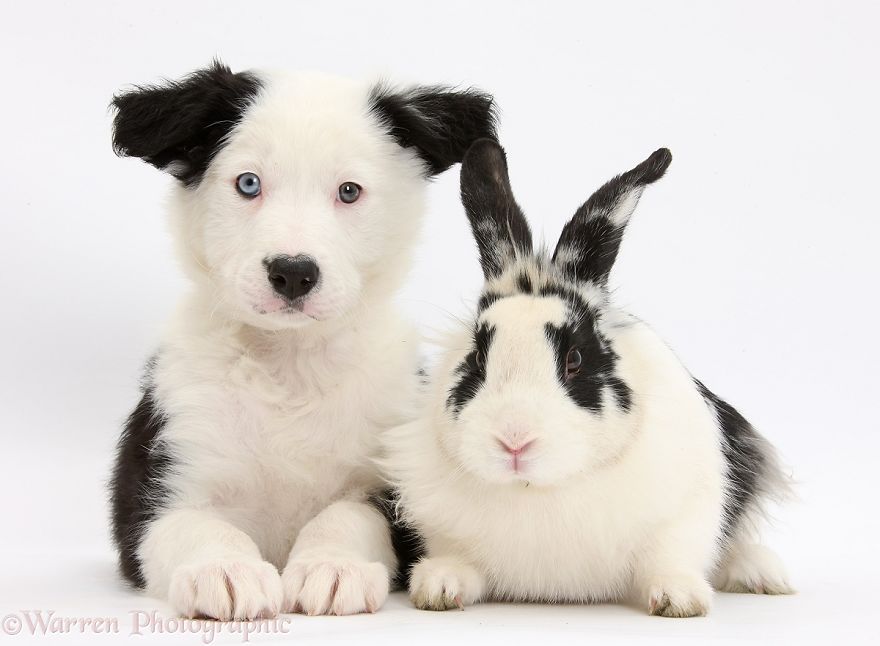 cute, warren photographic, animal, adorable, pets, funny, wow, creative, photography, amazing, awesome