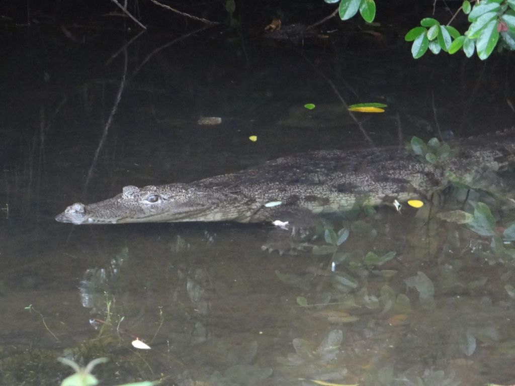 Unknown facts, amazing facts, babia, babia crocodile, crocodile, babiya crocodile, vegeterian crocodile, ananthapura lake temple,ananthapura lake temple facts, kerela temple, kerelas only lake temple, temple, hinduism, hindu, hindu temple, india facts, india,crocodile facts, kasaragod, kasaragod facts, kasaragod temple,ananthapadmanabha swami,ananthapadmanabha swami temple ,padmanabhaswamy temple,padmanabhaswamy temple facts