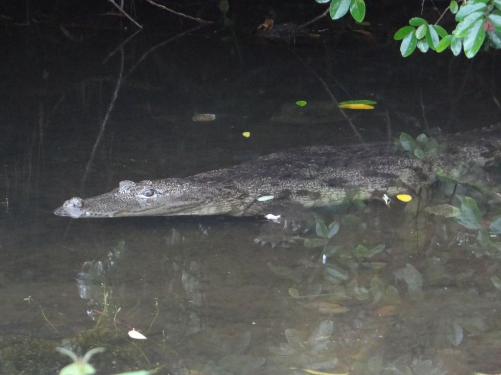  unknown facts, amazing facts, babia, babia crocodile, crocodile, babiya crocodile, vegeterian crocodile, ananthapura lake temple,ananthapura lake temple facts, kerela temple, kerelas only lake temple, temple, hinduism, hindu, hindu temple, india facts, india,crocodile facts, kasaragod, kasaragod facts, kasaragod temple,ananthapadmanabha Swami,ananthapadmanabha Swami temple ,padmanabhaswamy temple,padmanabhaswamy temple facts