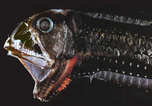 10 Mysterious Creepy Deep Sea Creatures | Reckon Talk 10 Mysterious Creepy Deep Sea Creatures | Reckon Talk