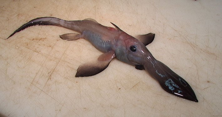 deep sea creatures list, deep sea creatures found after tsunami, sea animals information, deep sea fish representative species, sea creatures pictures, giant spider crab, fangtooth fish, pacific viperfish
