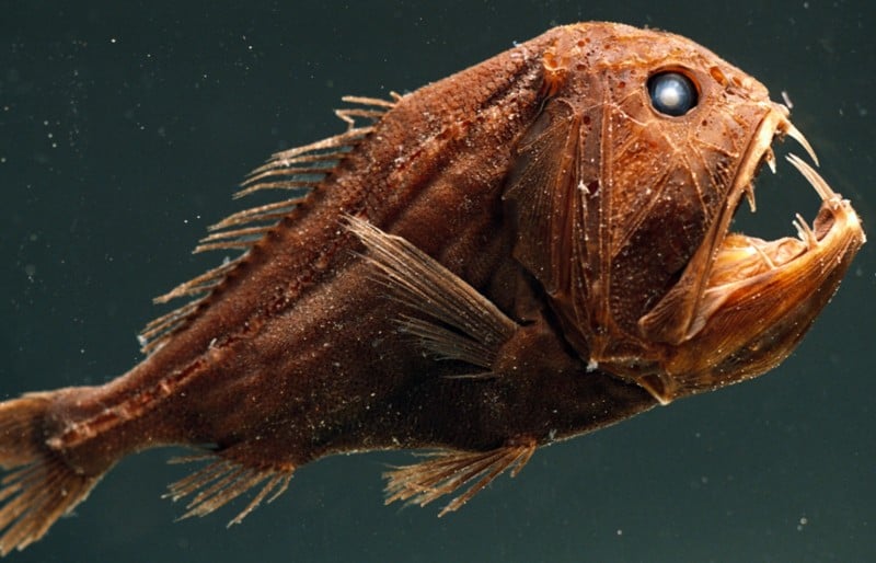 10 Mysterious Creepy Deep Sea Creatures | Reckon Talk 10 Mysterious Creepy Deep Sea Creatures | Reckon Talk