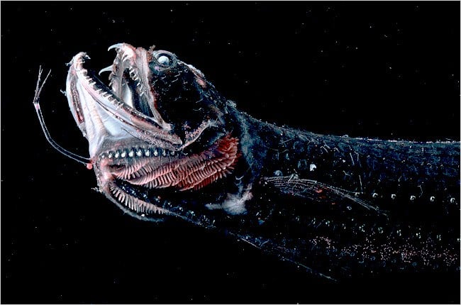 deep sea creatures list, deep sea creatures found after tsunami, sea animals information, deep sea fish representative species, sea creatures pictures, giant spider crab, fangtooth fish, pacific viperfish