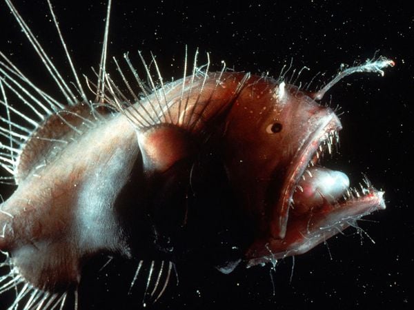 deep sea creatures list, deep sea creatures found after tsunami, sea animals information, deep sea fish representative species, sea creatures pictures, giant spider crab, fangtooth fish, pacific viperfish