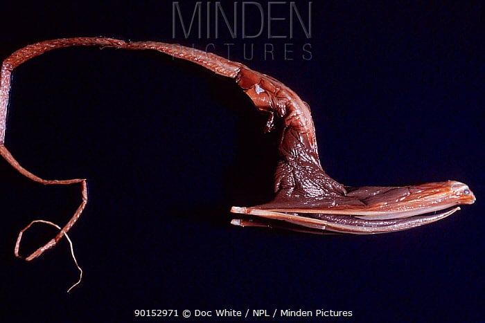 deep sea creatures list, deep sea creatures found after tsunami, sea animals information, deep sea fish representative species, sea creatures pictures, giant spider crab, fangtooth fish, pacific viperfish