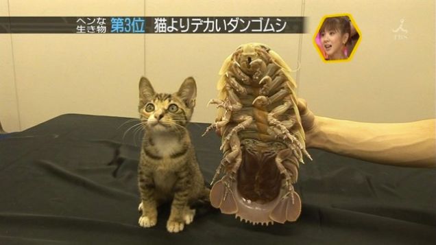 deep sea creatures list, deep sea creatures found after tsunami, sea animals information, deep sea fish representative species, sea creatures pictures, giant spider crab, fangtooth fish, pacific viperfish