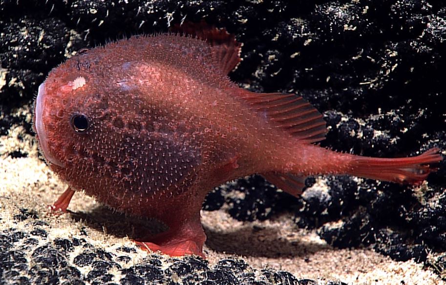 deep sea creatures list, deep sea creatures found after tsunami, sea animals information, deep sea fish representative species, sea creatures pictures, giant spider crab, fangtooth fish, pacific viperfish