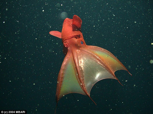 deep sea creatures list, deep sea creatures found after tsunami, sea animals information, deep sea fish representative species, sea creatures pictures, giant spider crab, fangtooth fish, pacific viperfish