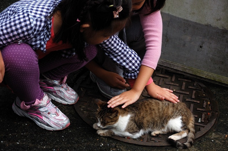 Cat village taiwan, cat village japan, london cat village, taipei city, houtong, cat village, taiwan, travel tips, asia