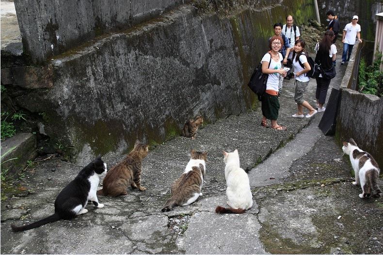 Cat village taiwan, cat village japan, london cat village, taipei city, houtong, cat village, taiwan, travel tips, asia