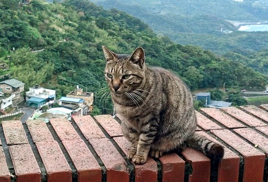 Cat village taiwan, cat village japan, london cat village, taipei city, houtong, cat village, taiwan, travel tips, asia