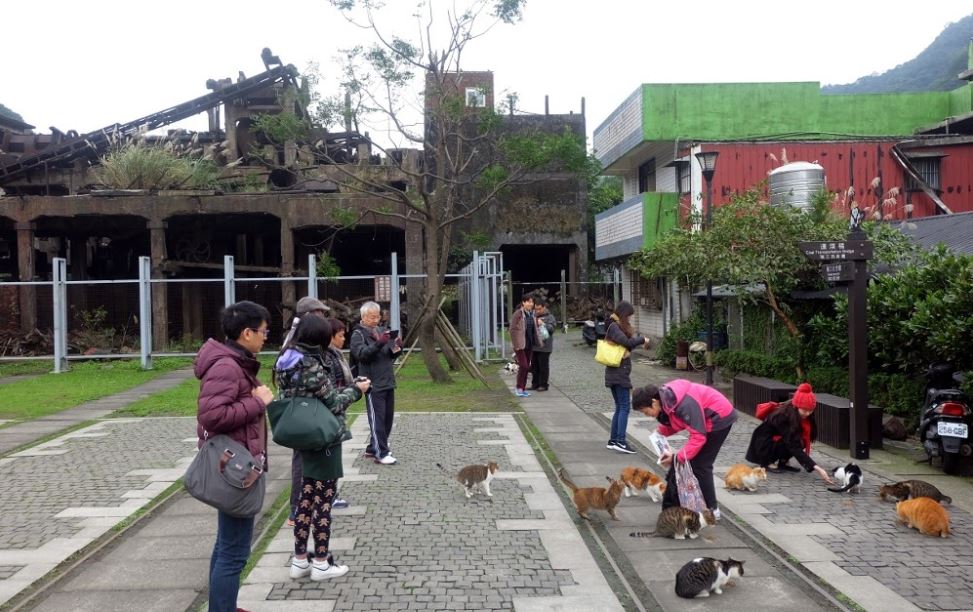 cat village taiwan, cat village japan, london cat village, taipei city, houtong, cat village, taiwan, travel tips, asia