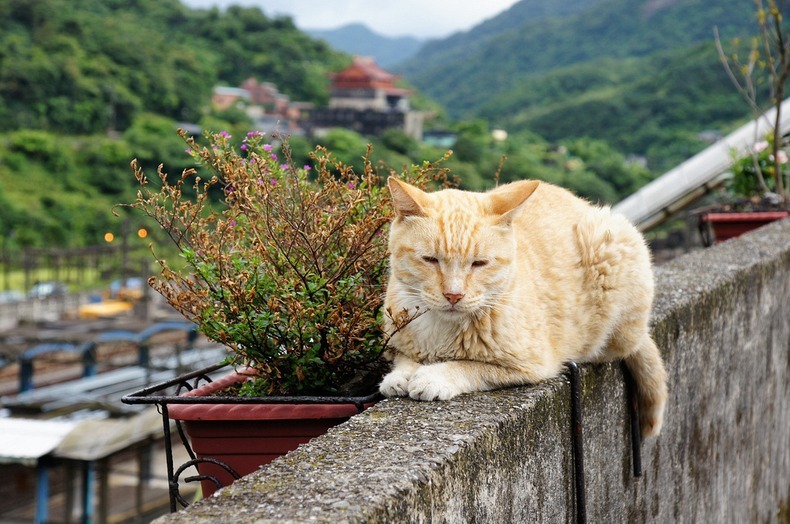 cat village taiwan, cat village japan, london cat village, taipei city, houtong, cat village, taiwan, travel tips, asia