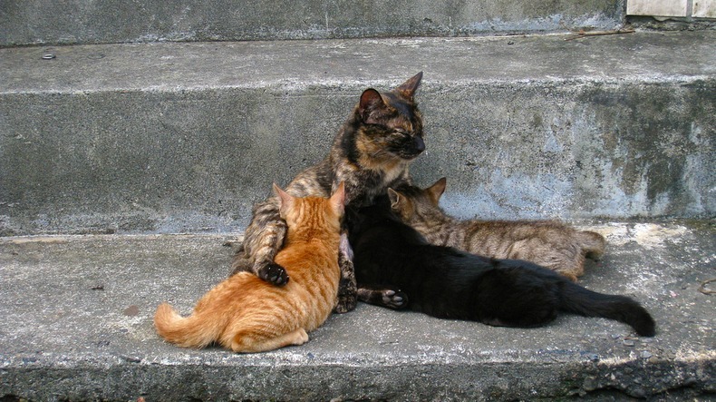 cat village taiwan, cat village japan, london cat village, taipei city, houtong, cat village, taiwan, travel tips, asia