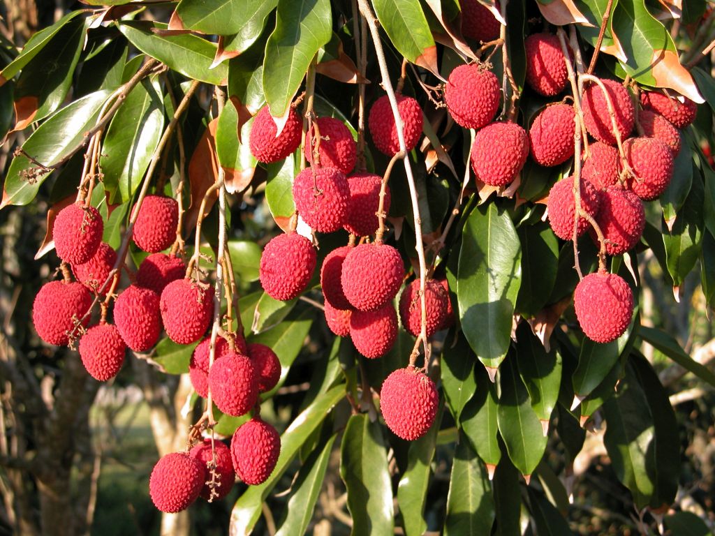 benefits of litchi ,benefit of litchi, foods for health,litchi,litchi health benefits,litchi benefits,benefits,litchi skin benefits,litchi nutrition