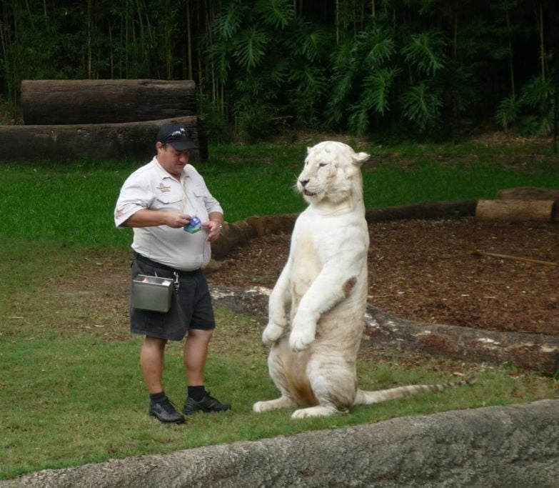 cute, cat, big cats, lion, tiger, animals friendship, human and tiger, tiger and human love, friendship