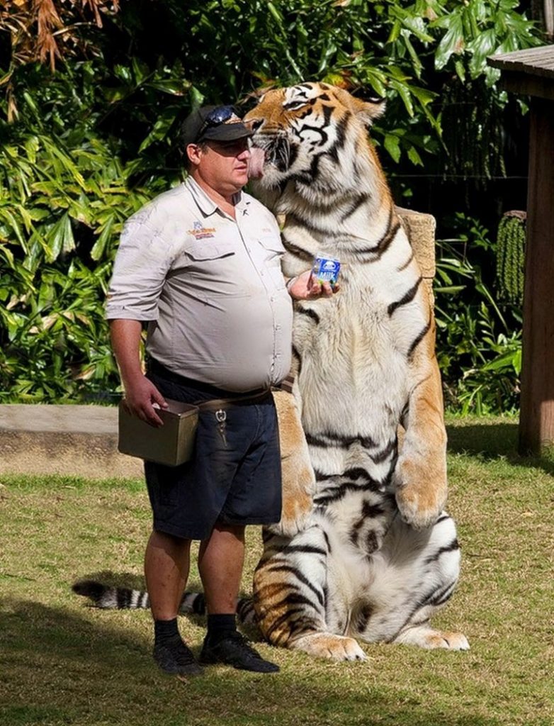 15 Cute Photos Will Shows Big  Cats  Act Like Small  Cats  