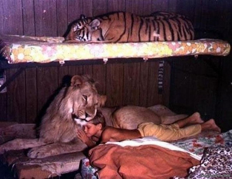 Cute, cat, big cats, lion, tiger, animals friendship, human and tiger, tiger and human love, friendship