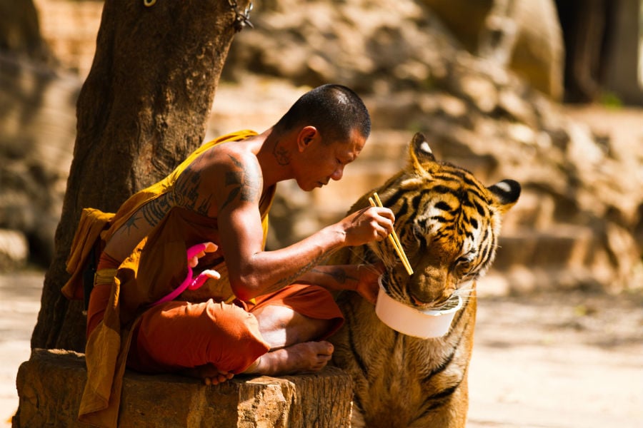 Cute, cat, big cats, lion, tiger, animals friendship, human and tiger, tiger and human love, friendship