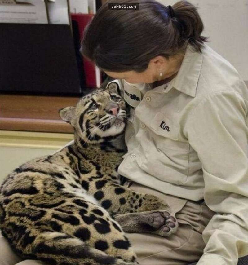 Cute, cat, big cats, lion, tiger, animals friendship, human and tiger, tiger and human love, friendship