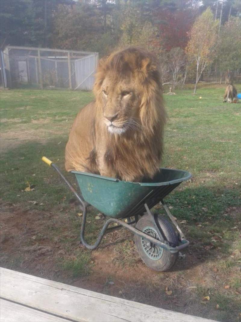 15 Cute Photos Will Shows Big  Cats  Act Like Small  Cats  