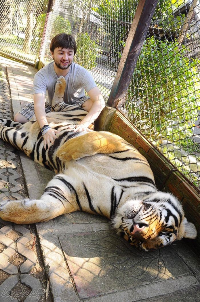 cute, cat, big cats, lion, tiger, animals friendship, human and tiger, tiger and human love, friendship