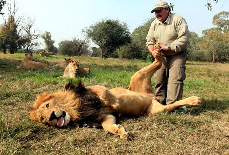 cute, cat, big cats, lion, tiger, animals friendship, human and tiger, tiger and human love, friendship