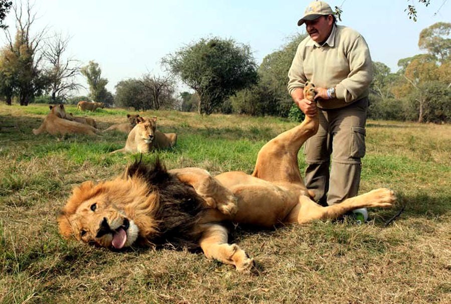 Cute, cat, big cats, lion, tiger, animals friendship, human and tiger, tiger and human love, friendship