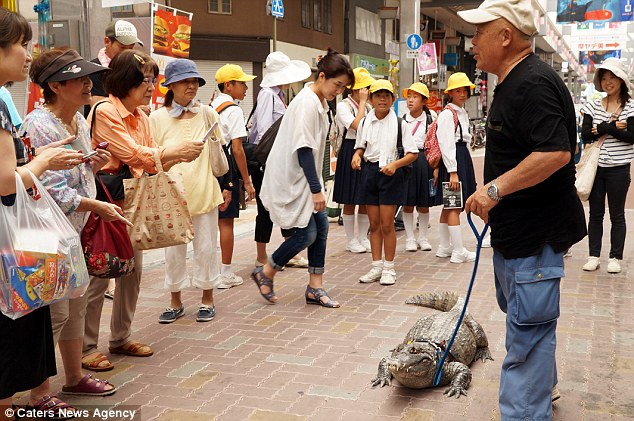 japan, japanese, bizarre, animal friendship, pet caiman, pet alligator, pet crocodiles, kure city, caiman facts, reptiles